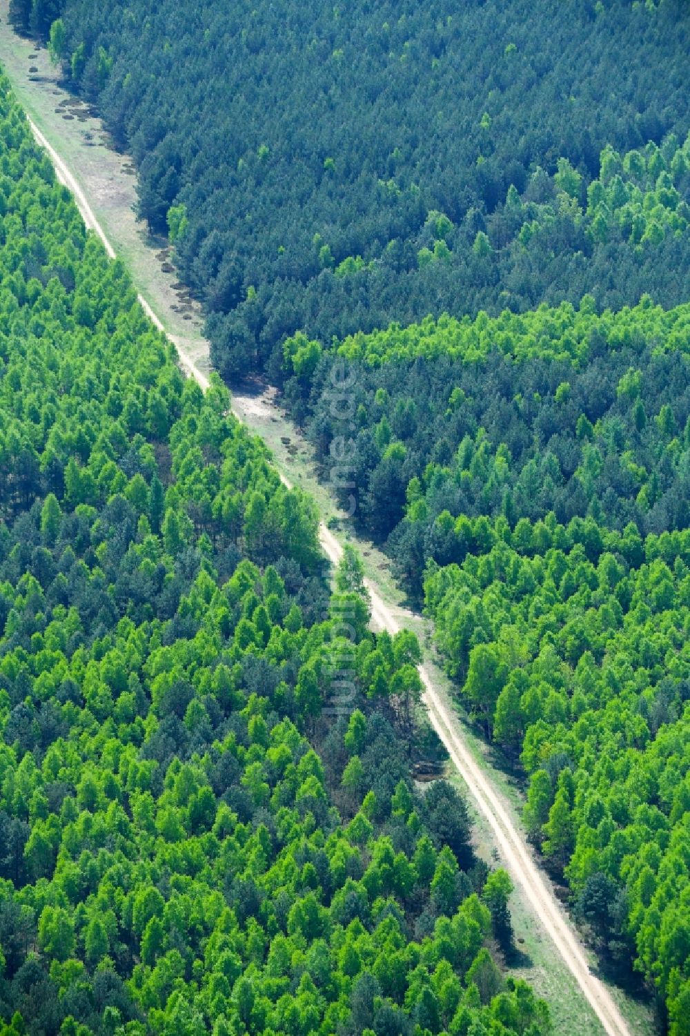 Luftaufnahme Mühlenbecker Land - Frühjahrs - Baumspitzen in einem Waldgebiet in Mühlenbecker Land im Bundesland Brandenburg, Deutschland