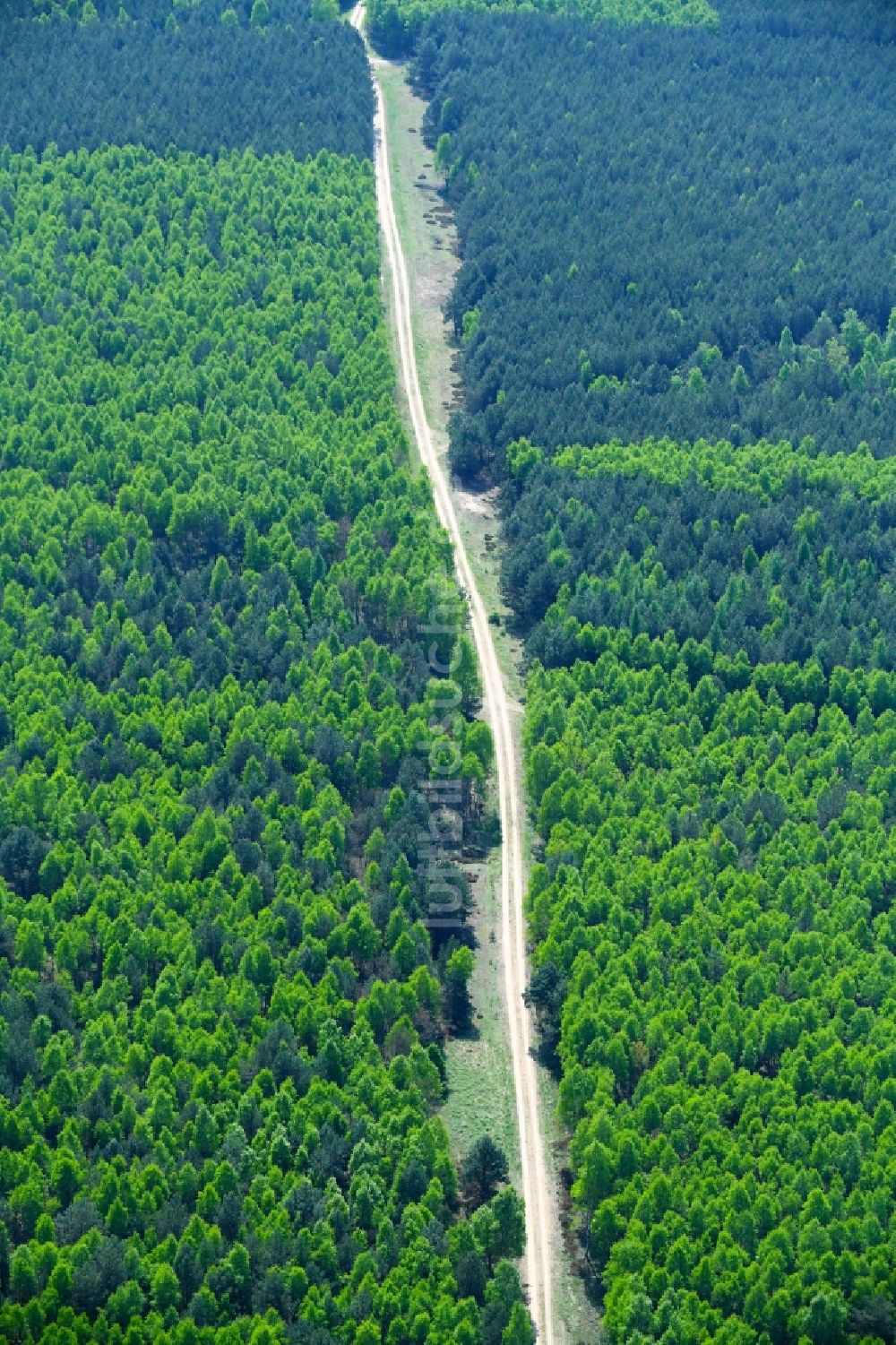Mühlenbecker Land von oben - Frühjahrs - Baumspitzen in einem Waldgebiet in Mühlenbecker Land im Bundesland Brandenburg, Deutschland