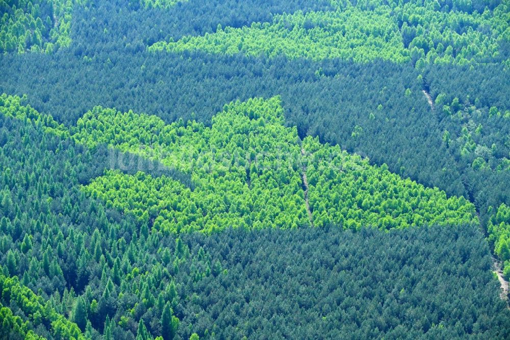 Mühlenbecker Land aus der Vogelperspektive: Frühjahrs - Baumspitzen in einem Waldgebiet in Mühlenbecker Land im Bundesland Brandenburg, Deutschland
