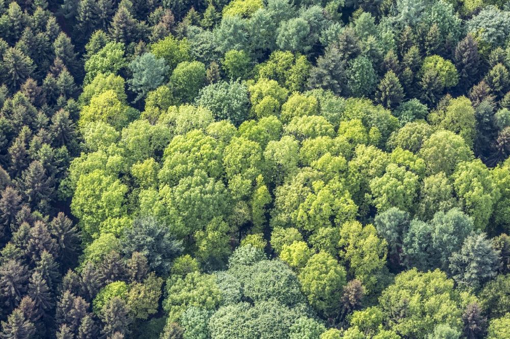 Eching von oben - Frühlingsgrüne Laubwald- Baumspitzen in einem Waldgebiet in Eching im Bundesland Bayern