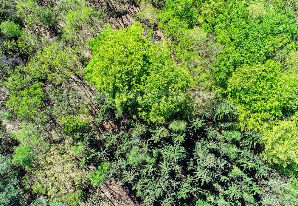 Sieversdorf aus der Vogelperspektive: Frischer grüner Blattaustrieb in einem Waldgebiet in Sieversdorf im Bundesland Brandenburg, Deutschland