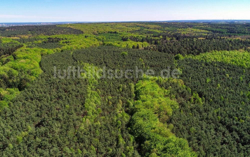 Luftbild Sieversdorf - Frischer grüner Blattaustrieb in einem Waldgebiet in Sieversdorf im Bundesland Brandenburg, Deutschland