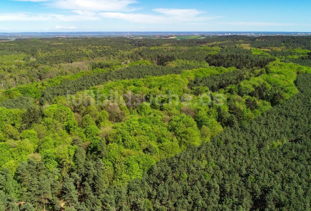 Luftaufnahme Sieversdorf - Frischer grüner Blattaustrieb in einem Waldgebiet in Sieversdorf im Bundesland Brandenburg, Deutschland