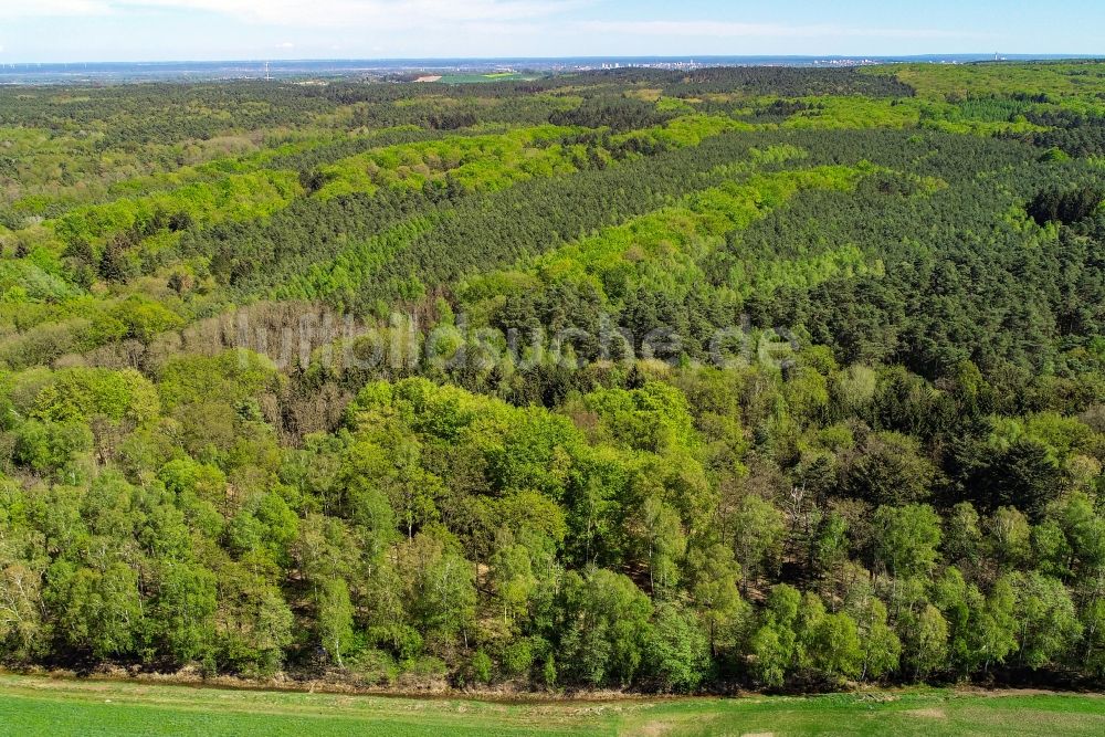 Sieversdorf von oben - Frischer grüner Blattaustrieb in einem Waldgebiet in Sieversdorf im Bundesland Brandenburg, Deutschland
