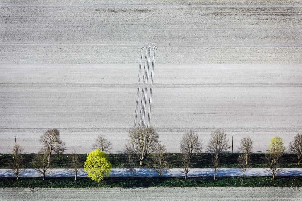 Luftbild Ismaning - Frisches Grün in einer Allee in Ismaning im Bundesland Bayern