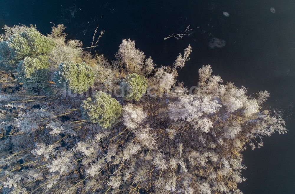 Treplin aus der Vogelperspektive: Frost- Baumspitzen in einem Waldgebiet am Ufer des Trepliner See in Treplin im Bundesland Brandenburg, Deutschland