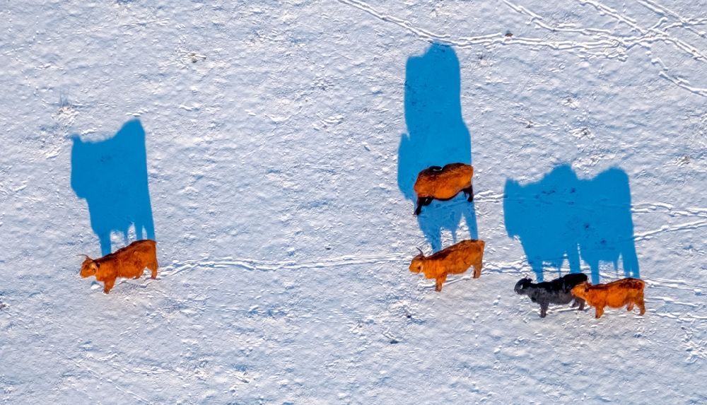 Arnsberg aus der Vogelperspektive: Galloway Rinder auf winterlich schneebedeckten Feldern im Ortsteil Hüsten in Arnsberg im Bundesland Nordrhein-Westfalen