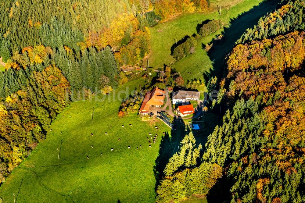 Freiamt von oben - Gehöft und Bauernhof des Waldscheerhof in Freiamt im Bundesland Baden-Württemberg, Deutschland