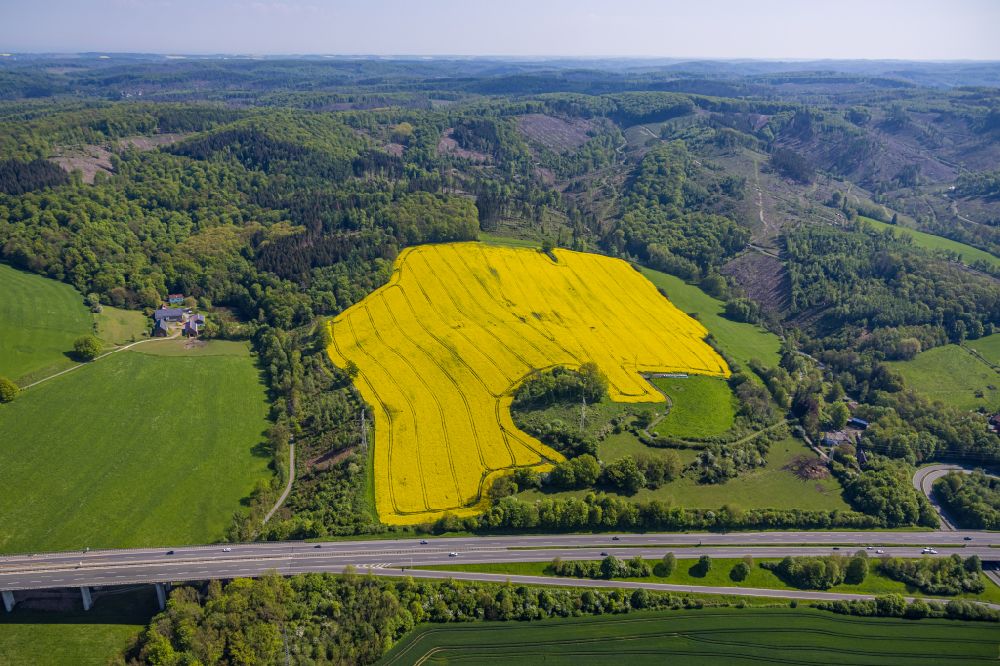 Luftbild Arnsberg - Gelb blühende Raps- Blüten im Waldgebiet in Arnsberg im Bundesland Nordrhein-Westfalen, Deutschland