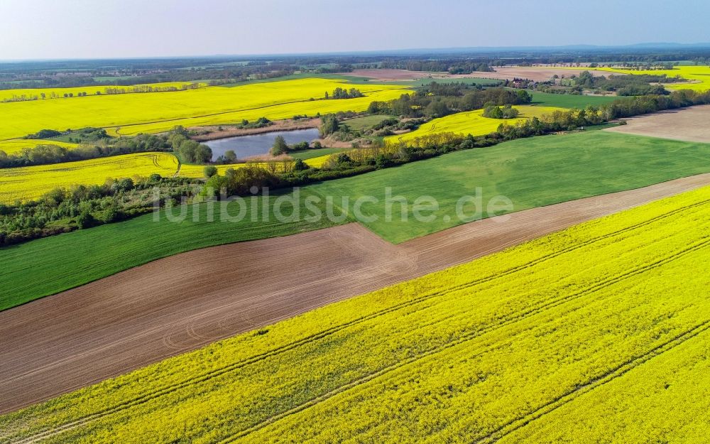 Falkenhagen (Mark) von oben - Gelb - grün Kontrast blühender Raps- Blüten in Falkenhagen (Mark) im Bundesland Brandenburg, Deutschland