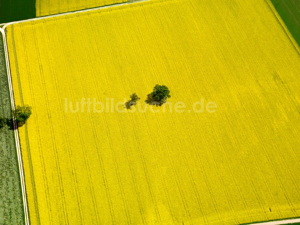 Luftaufnahme Langenenslingen - Gelb - grün Kontrast blühender Raps- Blüten in Langenenslingen im Bundesland Baden-Württemberg, Deutschland