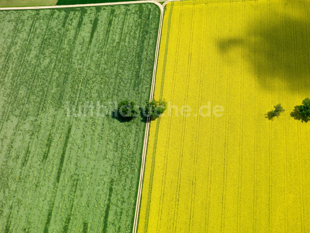 Langenenslingen von oben - Gelb - grün Kontrast blühender Raps- Blüten in Langenenslingen im Bundesland Baden-Württemberg, Deutschland