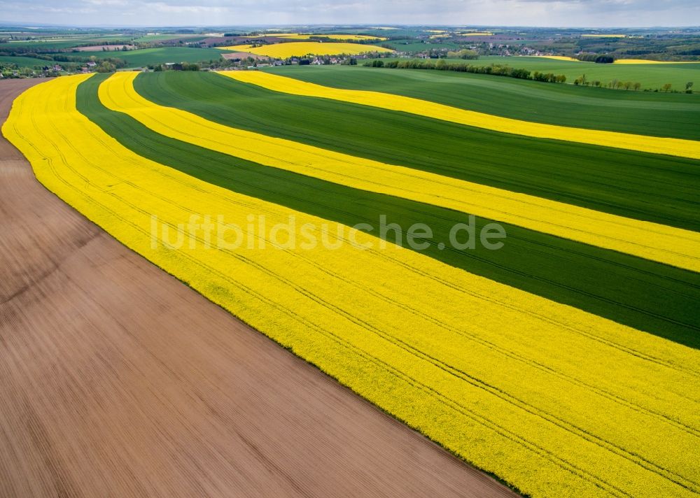 Luftbild Langenleuba-Oberhain - Gelb - grün Kontrast blühender Raps- Blüten in Langenleuba-Oberhain im Bundesland Sachsen, Deutschland