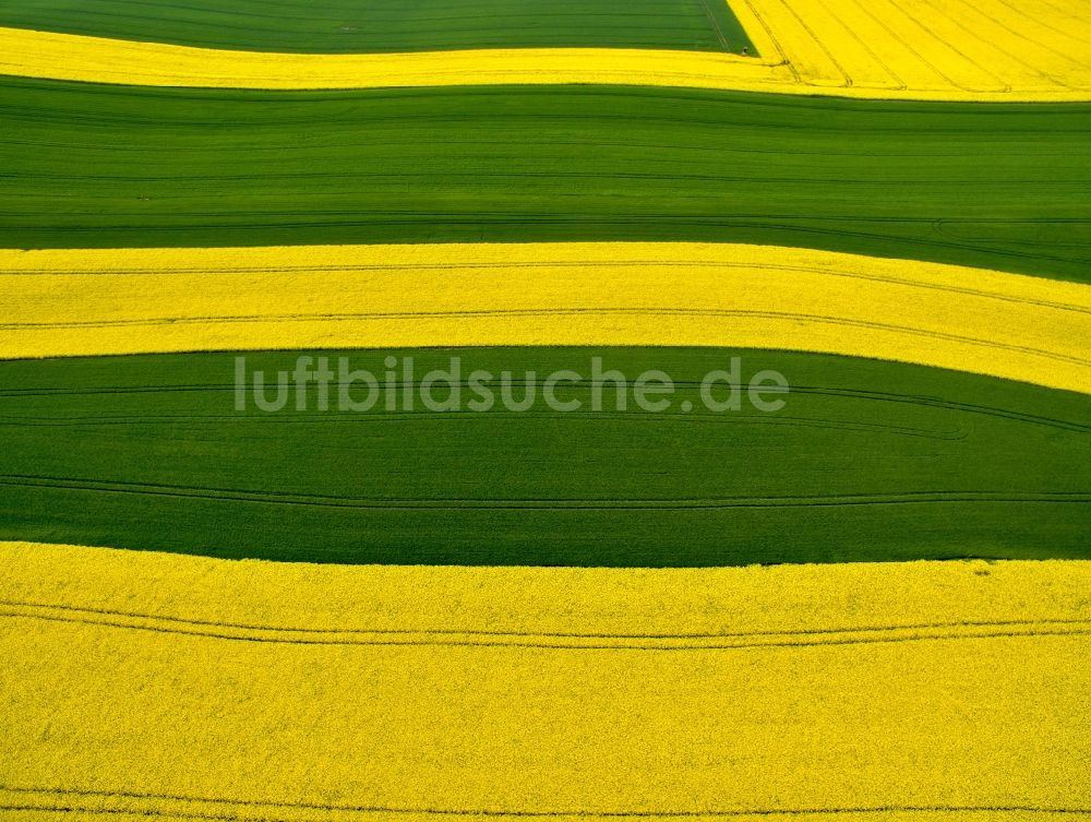 Langenleuba-Oberhain von oben - Gelb - grün Kontrast blühender Raps- Blüten in Langenleuba-Oberhain im Bundesland Sachsen, Deutschland
