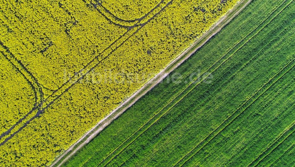 Luftaufnahme Mallnow - Gelb - grün Kontrast blühender Raps- Blüten in Mallnow im Bundesland Brandenburg, Deutschland