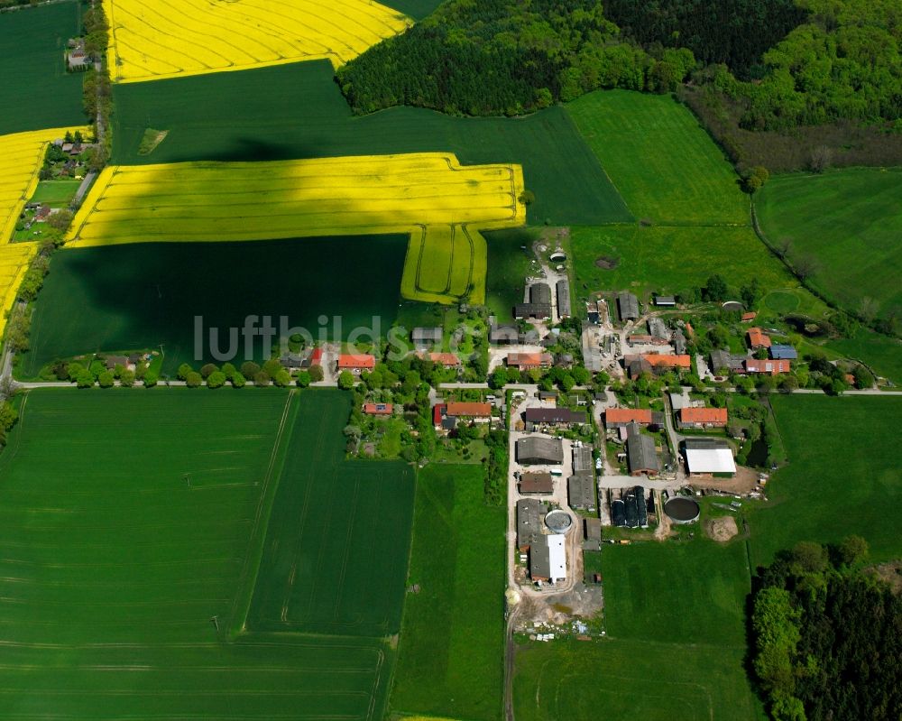 Luftbild Neuhorst - Gelb - grün Kontrast blühender Raps- Blüten in Neuhorst im Bundesland Schleswig-Holstein, Deutschland