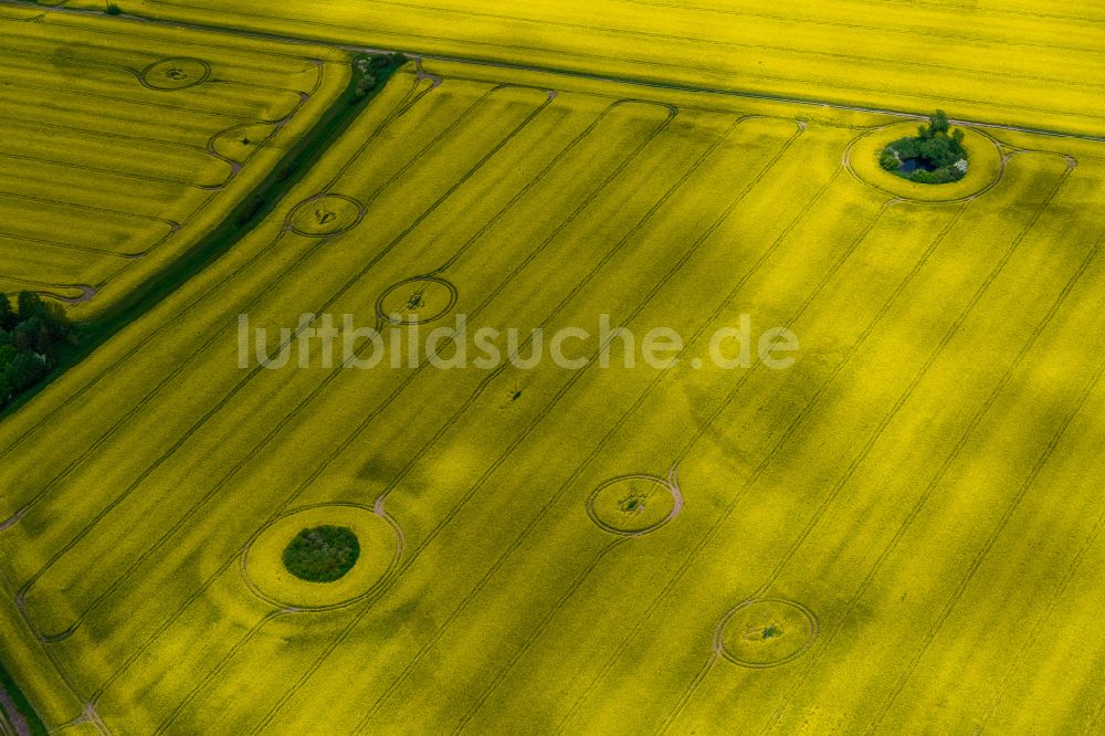Putlitz aus der Vogelperspektive: Gelb - grün Kontrast blühender Raps- Blüten in Putlitz im Bundesland Brandenburg, Deutschland