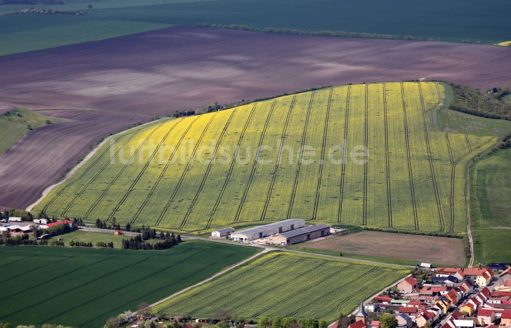 Sömmerda aus der Vogelperspektive: Gelb - grün Kontrast blühender Raps- Blüten in Sömmerda im Bundesland Thüringen, Deutschland