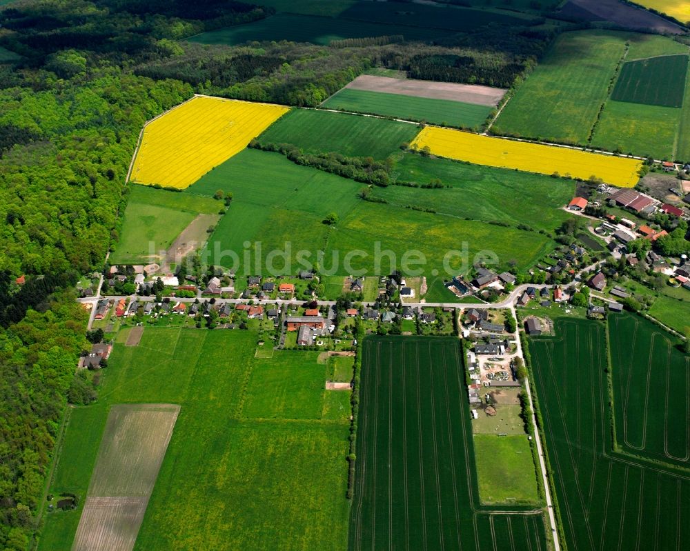 Luftaufnahme Tramm - Gelb - grün Kontrast blühender Raps- Blüten in Tramm im Bundesland Schleswig-Holstein, Deutschland