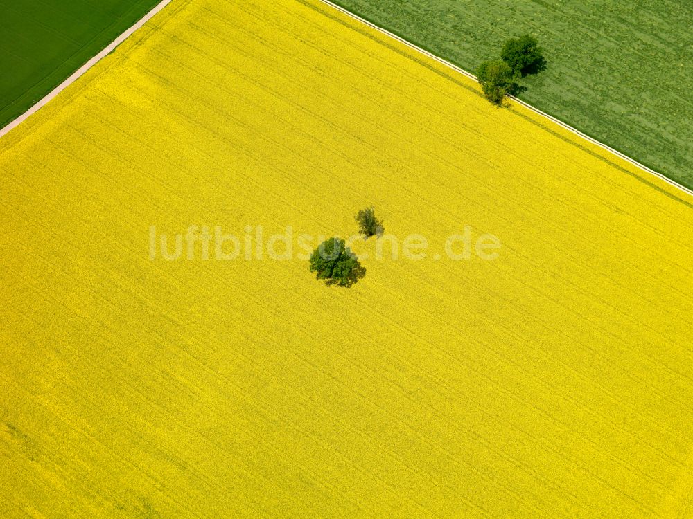 Luftbild Wilflingen - Gelb - grün Kontrast blühender Raps- Blüten in Wilflingen im Bundesland Baden-Württemberg, Deutschland