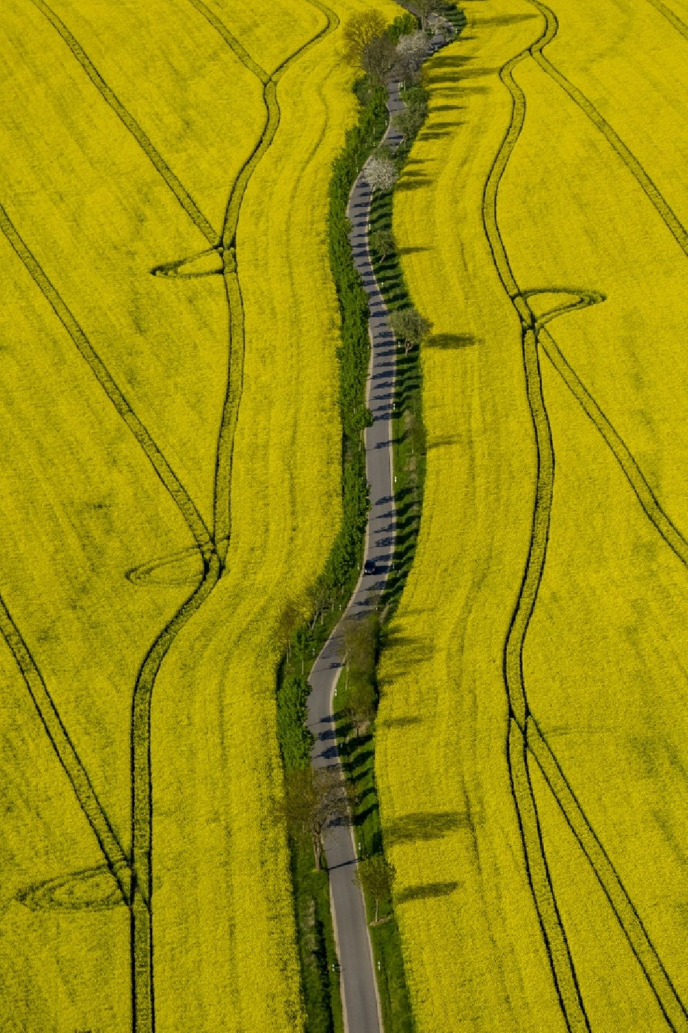 Luftbild Wesenberg - Gelb strahlendes Rapsfeld- Landschaft bei Wesenberg im Bundesland Mecklenburg-Vorpommern