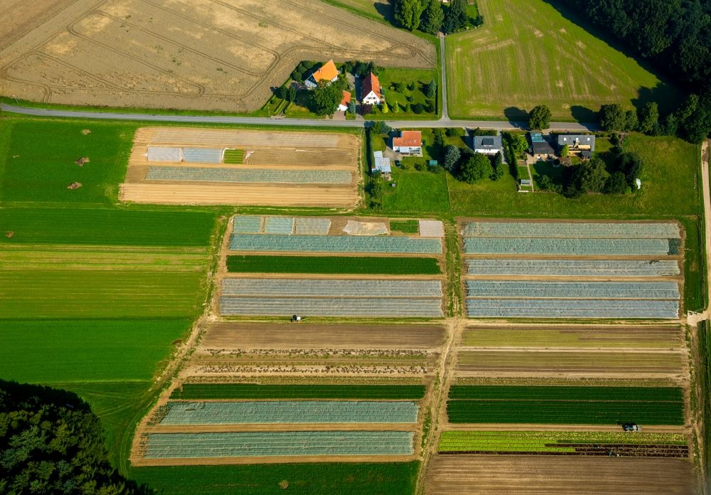Luftaufnahme Löhne - Gemüseernte auf landwirtschaftlichen Feldern auf dem Gemeindegebiet von Löhne im Bundesland Nordrhein-Westfalen