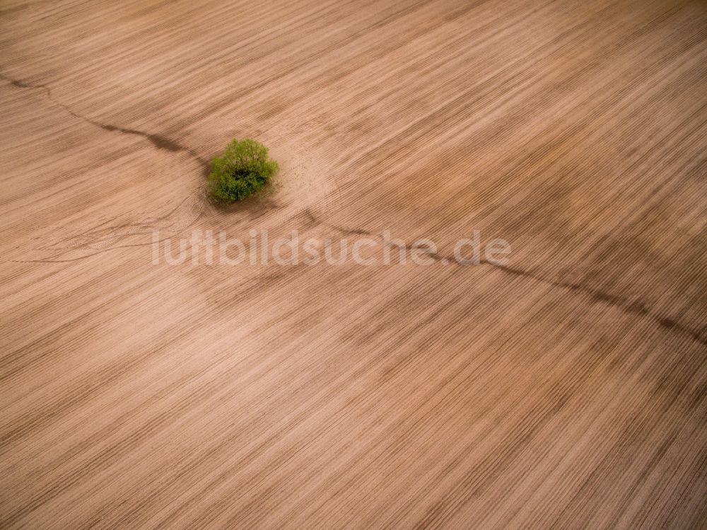 Luftbild Langenleuba-Oberhain - Gepflügter Acker mit Baum Insel in Langenleuba-Oberhain im Bundesland Sachsen, Deutschland