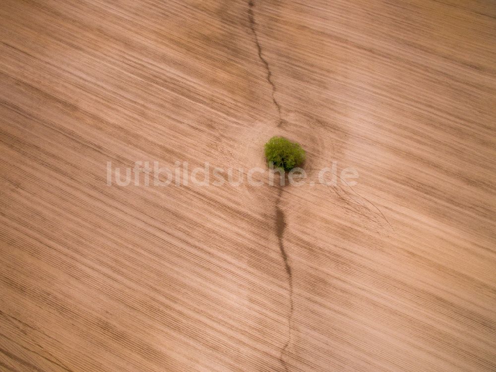 Luftaufnahme Langenleuba-Oberhain - Gepflügter Acker mit Baum Insel in Langenleuba-Oberhain im Bundesland Sachsen, Deutschland