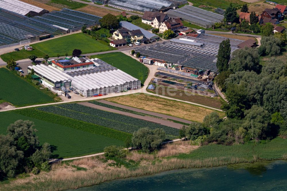 Luftbild Reichenau - Gewächshaus zur Gemüsezucht auf der Bodensee Insel in Reichenau im Bundesland Baden-Württemberg, Deutschland