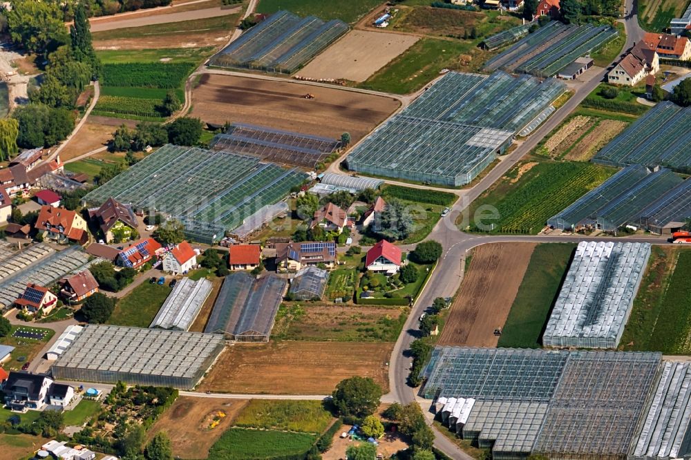 Luftaufnahme Reichenau - Gewächshausreihen zur Gemüsezucht Bodensee Insel in Reichenau im Bundesland Baden-Württemberg, Deutschland