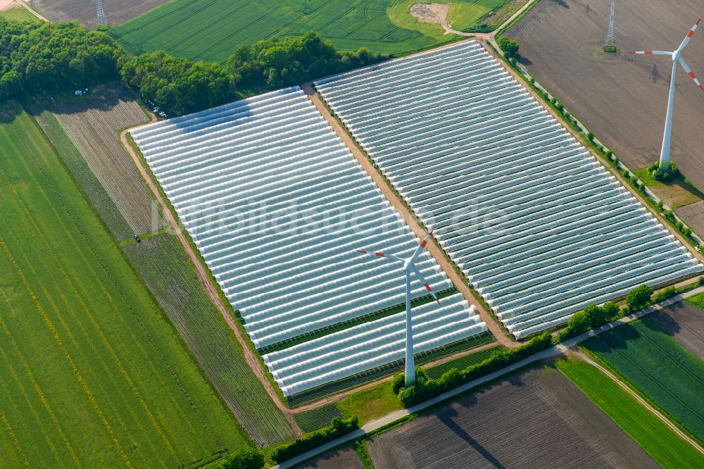 Luftbild Deinste - Gewächshausreihen zur Gemüsezucht in Deinste im Bundesland Niedersachsen, Deutschland