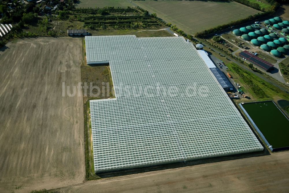 Felgentreu aus der Vogelperspektive: Gewächshausreihen zur Gemüsezucht in Felgentreu im Bundesland Brandenburg, Deutschland