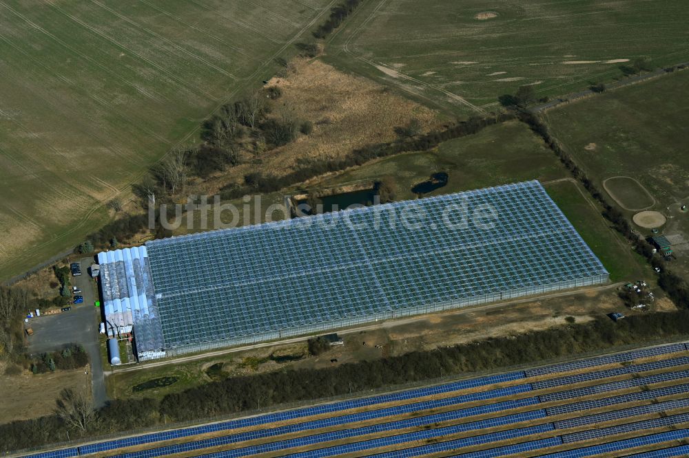 Luftaufnahme Eiche - Gewächshausreihen zur Gemüsezucht der Havelia GmbH in Eiche im Bundesland Brandenburg, Deutschland