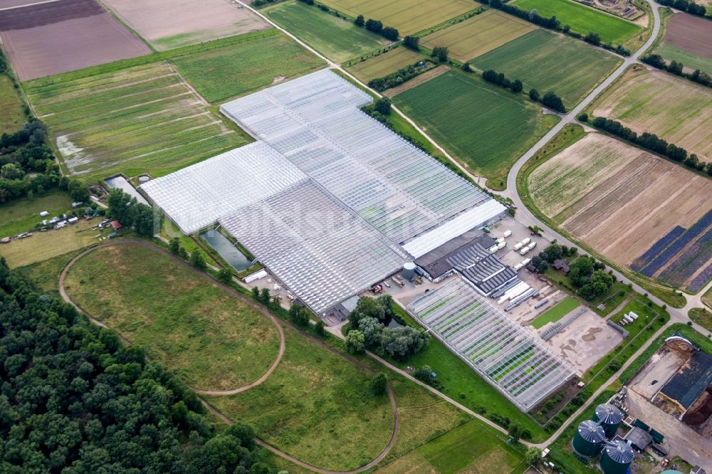 Luftbild Lustadt - Gewächshausreihen zur Gemüsezucht der Rudolf Sinn Jungpflanzen GmbH & Co. KG in Lustadt im Bundesland Rheinland-Pfalz, Deutschland