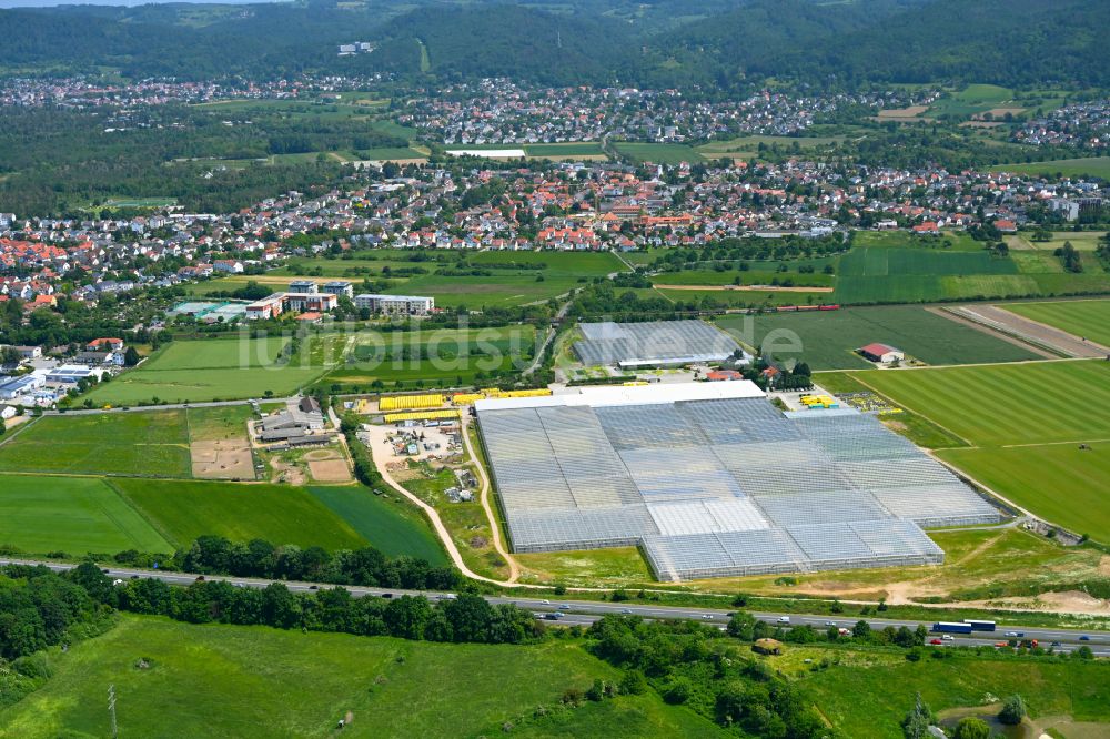 Luftbild Bickenbach - Gewächshausreihen zur Gemüsezucht Trübenbach Gemüsejungpflanzen GmbH & Co. KG in Bickenbach im Bundesland Hessen, Deutschland