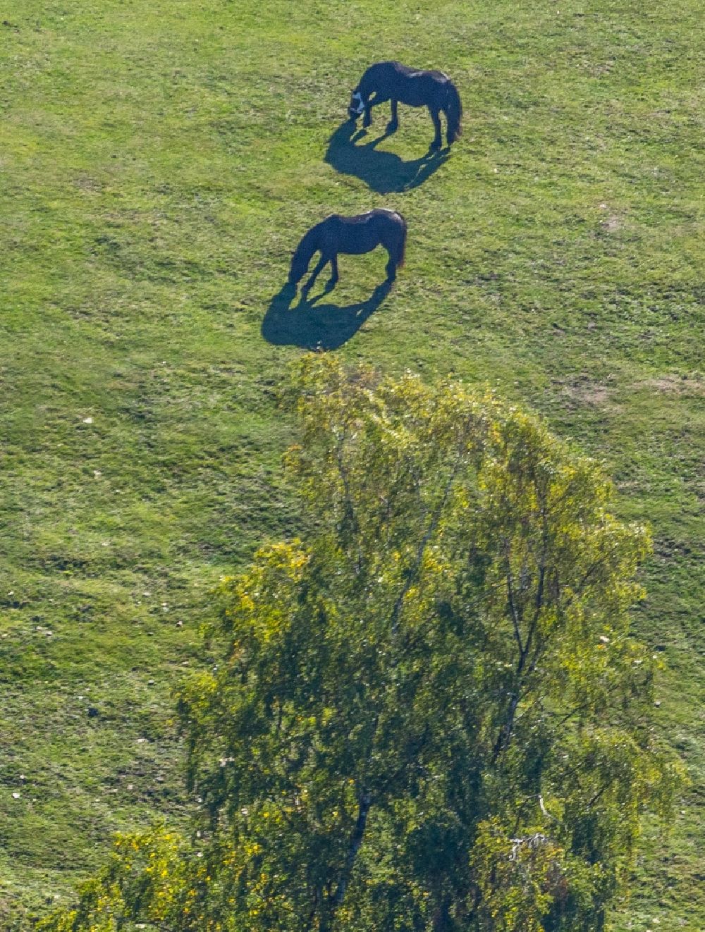 Luftbild Breckerfeld - Grasflächen- Strukturen einer Feld- Landschaft Pferdekoppel in Breckerfeld im Bundesland Nordrhein-Westfalen, Deutschland