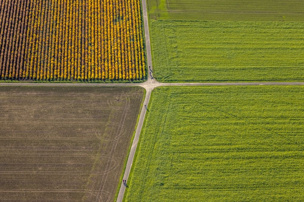 Luftbild Uphusen - Grasflächen- Strukturen einer Feld- Landschaft mit Wegkreuzung in Uphusen im Bundesland Nordrhein-Westfalen, Deutschland