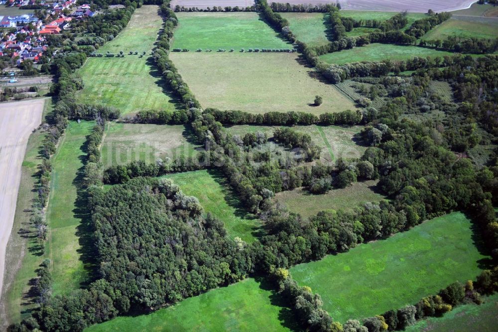 Wehlau von oben - Grasflächen- Strukturen einer Feld- Landschaft in Wehlau im Bundesland Sachsen-Anhalt, Deutschland