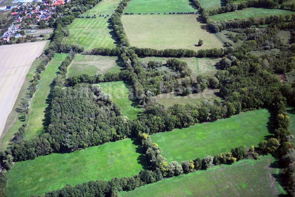Wehlau aus der Vogelperspektive: Grasflächen- Strukturen einer Feld- Landschaft in Wehlau im Bundesland Sachsen-Anhalt, Deutschland