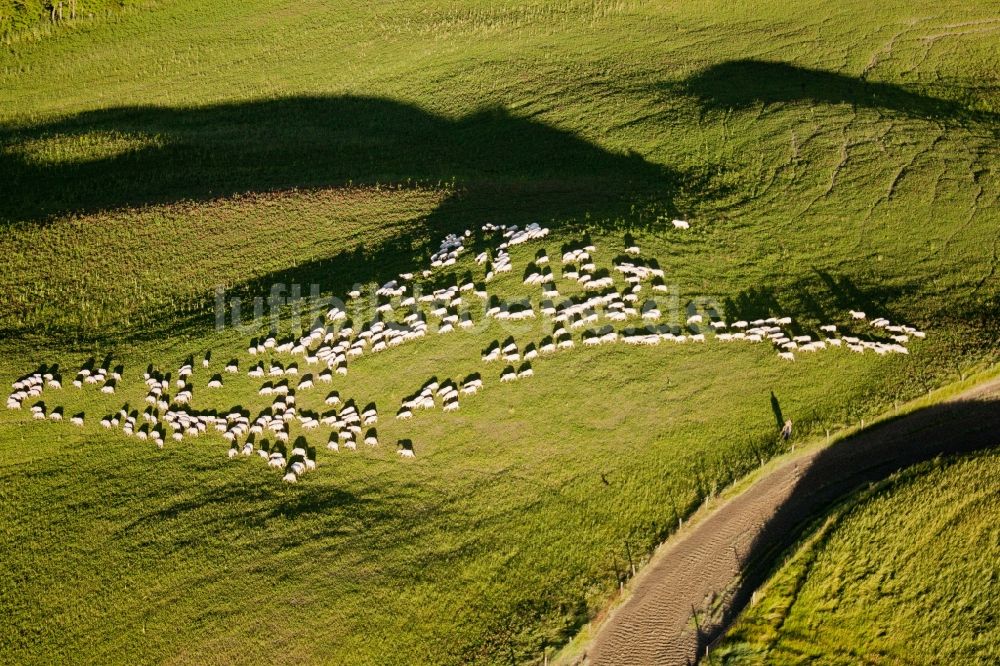 Luftbild Rapolano Terme - Grasflächen- Strukturen einer hügeligen Wiesen- Weide mit Schaf - Herde an einm Feldweg in Rapolano Terme in Toscana, Italien