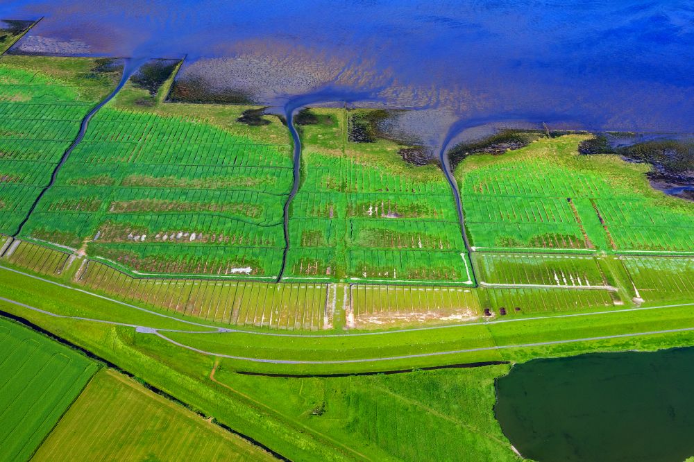 Reußenköge von oben - Grasflächen- Strukturen einer Salzwiesen- Landschaft Ockholm in Reußenköge an der Nordsee im Bundesland Schleswig-Holstein, Deutschland