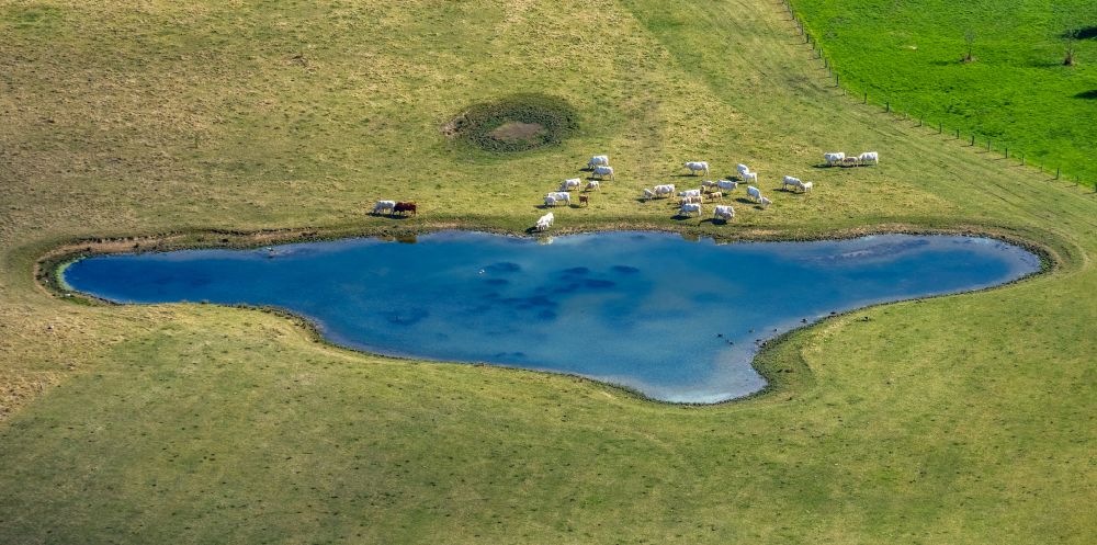 Luftbild Hamm - Grasflächen- Strukturen einer Wiesen- Weide um einen See mit Kuh - Herde in Hamm im Bundesland Nordrhein-Westfalen, Deutschland