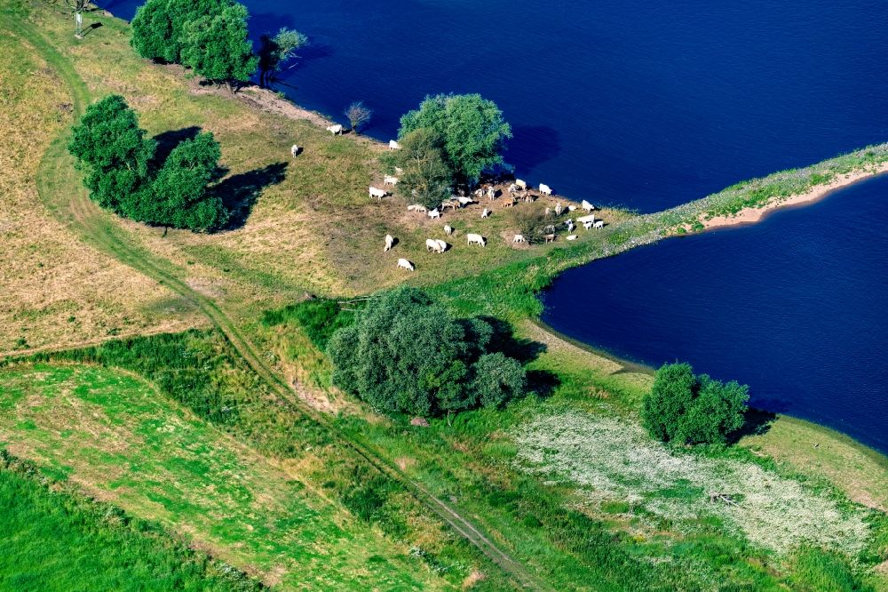 Luftaufnahme Cumlosen - Grasflächen- Strukturen einer Wiesen- Weide an der Elbe mit Kuh - Herde in Cumlosen im Bundesland Brandenburg, Deutschland