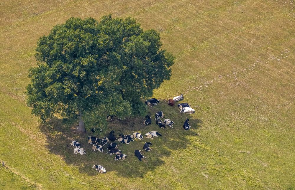 Hamminkeln aus der Vogelperspektive: Grasflächen- Strukturen einer Wiesen- Weide mit Kuh - Herde im Baumschatten in Hamminkeln im Bundesland Nordrhein-Westfalen, Deutschland