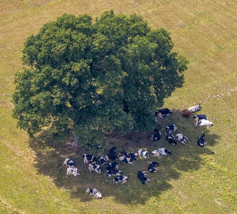 Luftbild Hamminkeln - Grasflächen- Strukturen einer Wiesen- Weide mit Kuh - Herde im Baumschatten in Hamminkeln im Bundesland Nordrhein-Westfalen, Deutschland