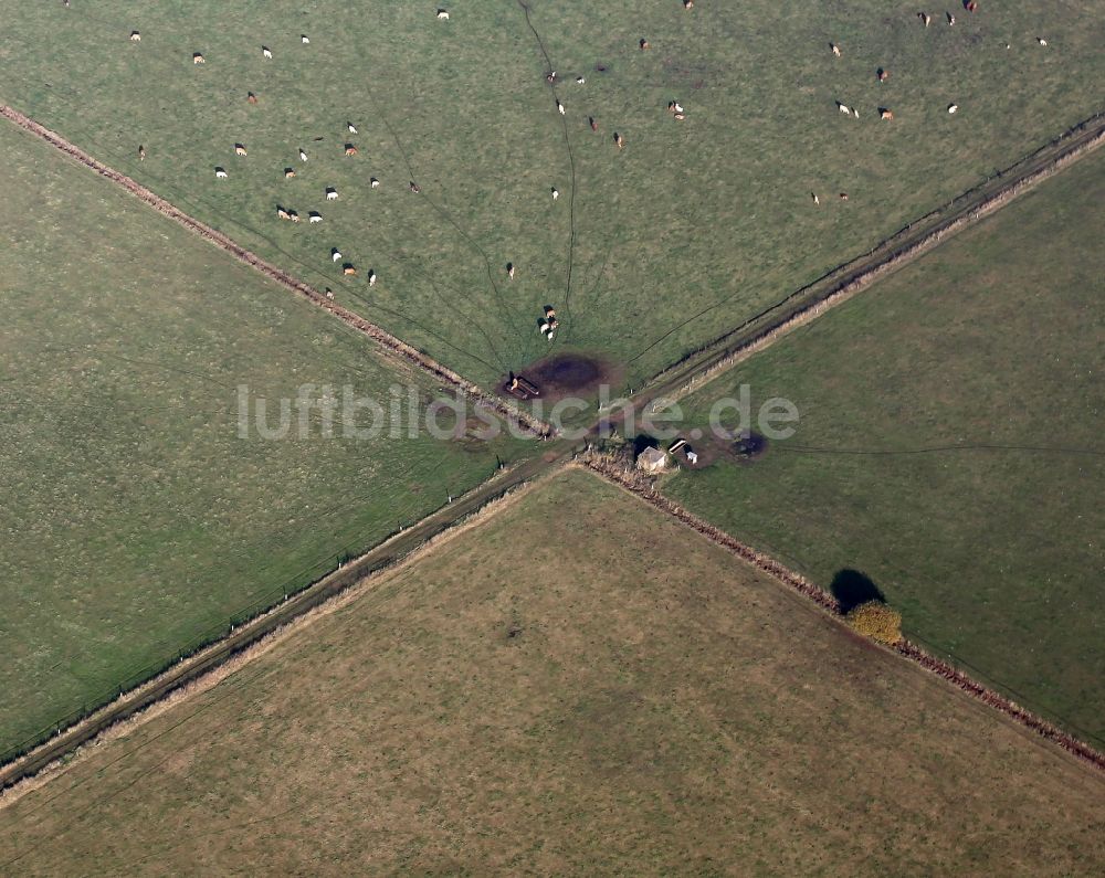 Ruhlsdorf von oben - Grasflächen- Strukturen einer Wiesen- Weide mit Kuh - Herde bei Ruhlsdorf im Bundesland Brandenburg