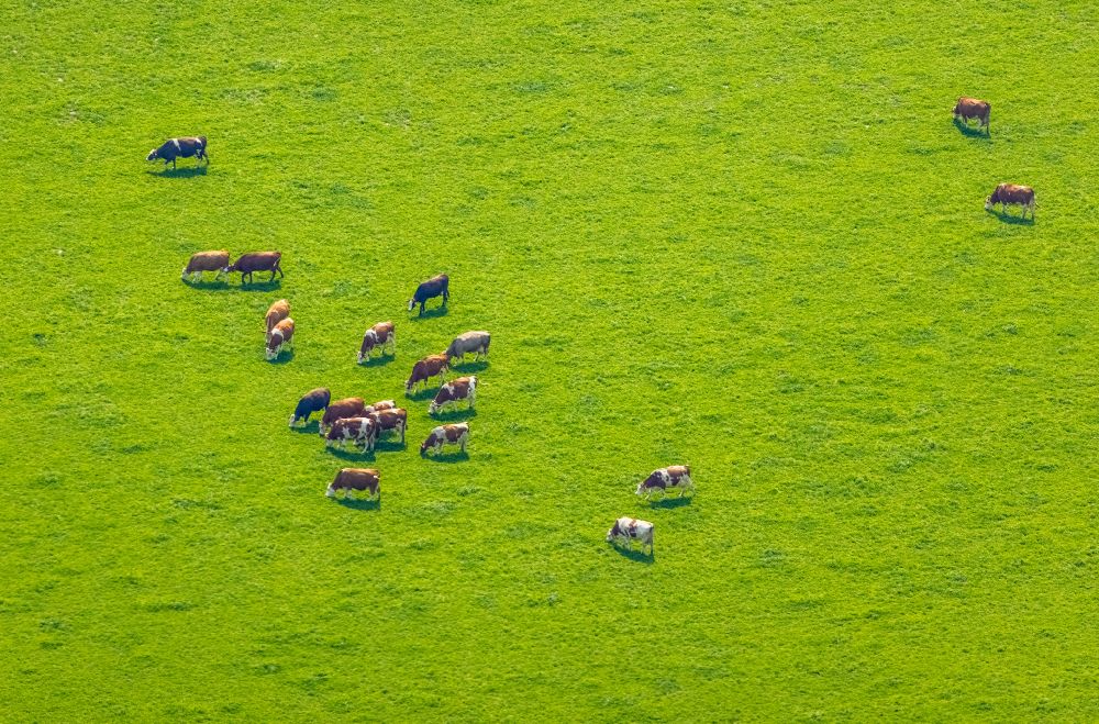 Bergkamen aus der Vogelperspektive: Grasflächen- Strukturen einer Wiesen- Weide mit Kuh - Herde in Bergkamen im Bundesland Nordrhein-Westfalen, Deutschland