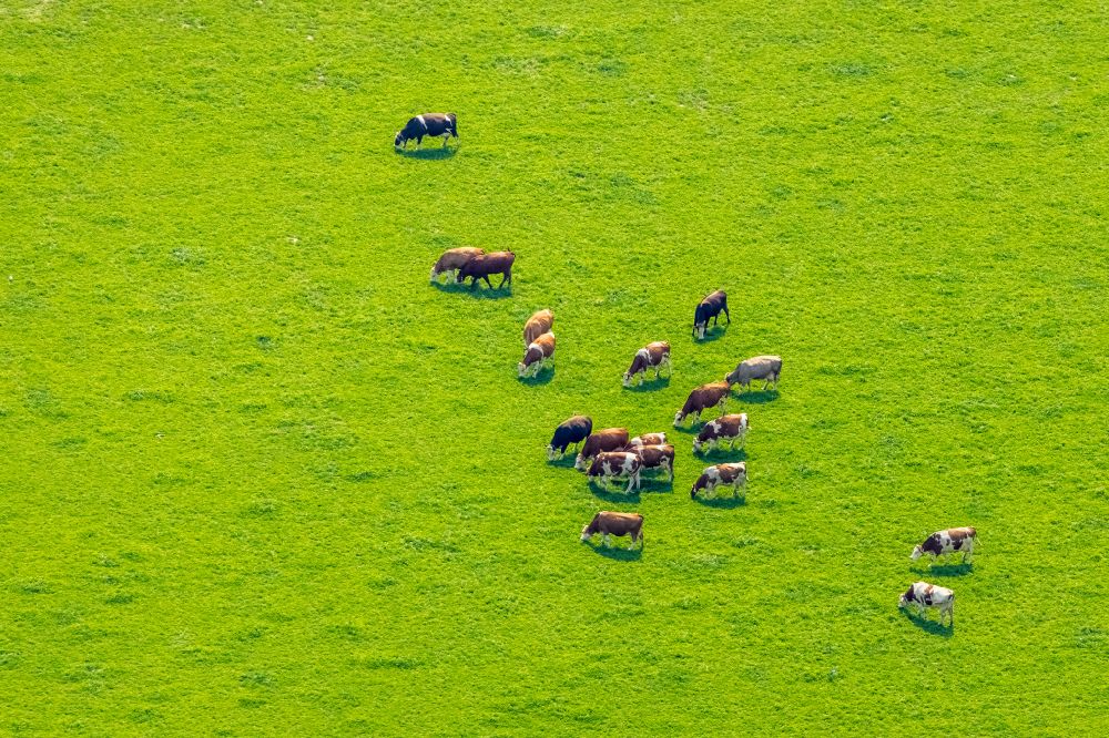 Luftbild Bergkamen - Grasflächen- Strukturen einer Wiesen- Weide mit Kuh - Herde in Bergkamen im Bundesland Nordrhein-Westfalen, Deutschland