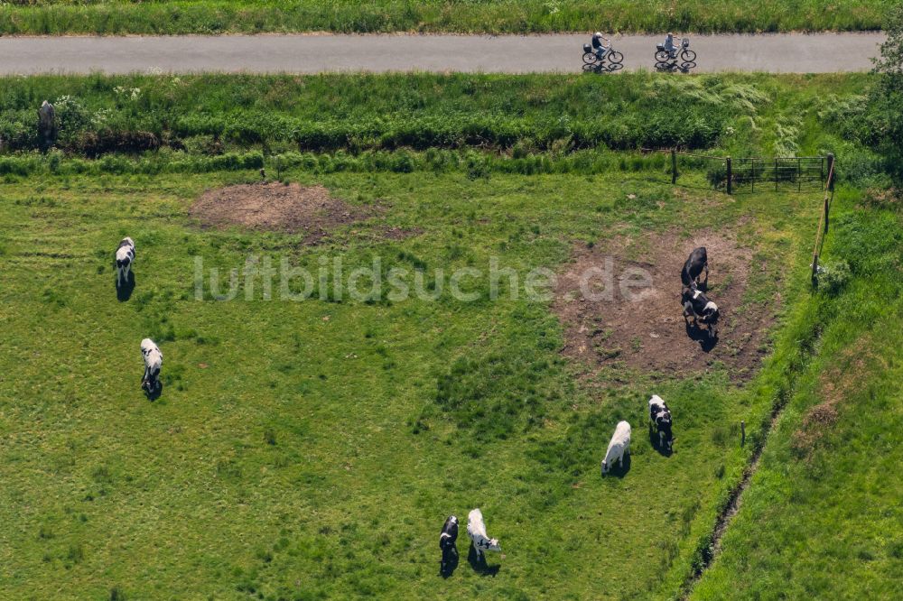 Bremen aus der Vogelperspektive: Grasflächen- Strukturen einer Wiesen- Weide mit Kuh - Herde in Bremen, Deutschland