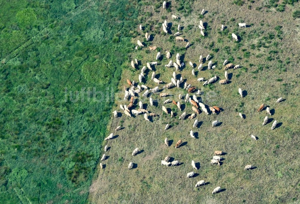 Luftaufnahme Drebkau - Grasflächen- Strukturen einer Wiesen- Weide mit Kuh - Herde in Drebkau im Bundesland Brandenburg, Deutschland